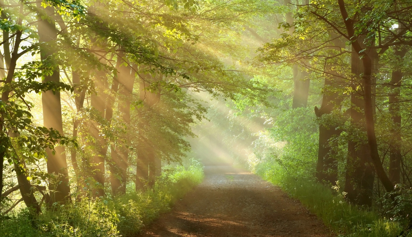background-path-through-trees-sunlight-deposit+2 - grandchestermeadows.com