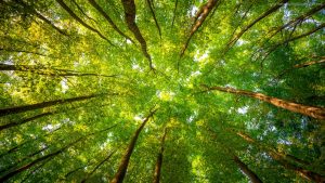 raleigh cary hoa management grandchester meadows