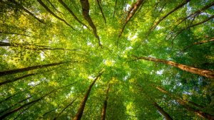 raleigh cary hoa management grandchester meadows